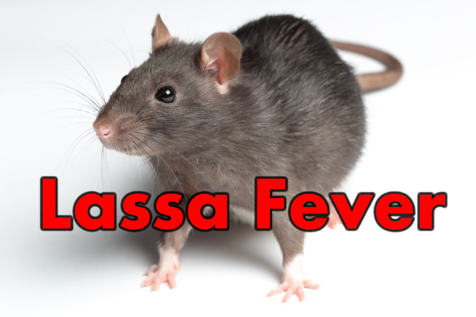 how to avoid lassa fever infection